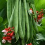 Runner Bean 'Tenderstar' - Seeds