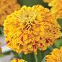 Zinnia elegans 'Pop Art Golden & Red' - Seeds