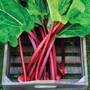 Rhubarb 'Polish Raspberry' (Spring/Autumn Planting)