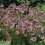 Astrantia major 'Roma'