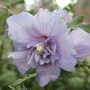 Hibiscus syriacus 'Sugared Almonds'
