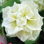 Petunia 'Frills & Spills™ Susanna'