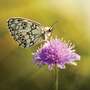 Knautia arvensis