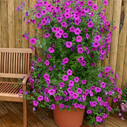 Petunia hybrida 'Purple Tower' F1 hybrid - Seeds