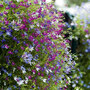 Lobelia erinus 'Cascade Mixed' - Seeds