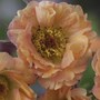 Geum 'Mai Tai'