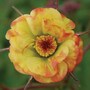 Geum 'Tequila Sunrise'