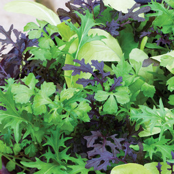 Salad Leaves 'Bright and Spicy' - Seeds