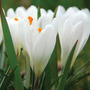 Crocus 'Jeanne d'Arc'