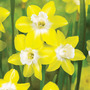 Narcissus 'Pipit'