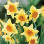 Narcissus 'Suzy'