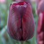 Tulip 'Ronaldo'