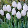 Tulip 'Snowstar'