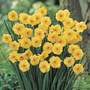 Narcissus 'Sun Disc'