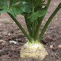 Celeriac 'Monarch'