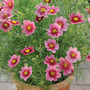 Cosmos bipinnatus 'Antiquity' - Seeds