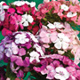 Dianthus barbatus 'Kaleidoscope Mixed' - Seeds