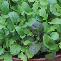 Salad Leaves 'The Good Life Mix' - Seeds
