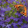 Lobelia erinus 'Blue Wings'