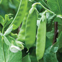 Pea 'Kennedy' (Mangetout)