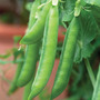 Pea 'Hurst Green Shaft' - Seeds