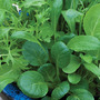 Salad 'Niche Oriental Mixed' - Seeds