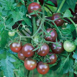 Tomato Black Cherry - Kew Veg Seeds