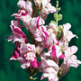 Antirrhinum majus 'Purple Twist' F1 Hybrid - Seeds