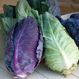 Cabbage 'Colour Dual Mix' F1 (Autumn/Winter) - Seeds