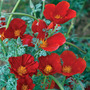 Californian Poppy 'Red Chief' - Seeds