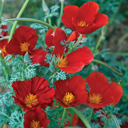 Californian Poppy 'Red Chief' - Seeds
