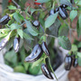 Chilli Pepper 'Pot Black'