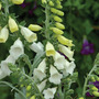 Foxglove 'Silver Cub' - Seeds