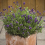 Lavender 'Mini Blue' - Seeds