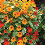 Nasturtium 'Firebird' - Seeds