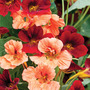 Nasturtium 'Rumba Mix' - Seeds