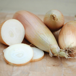 Onion 'Kappa' - Seeds