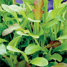 Salad Leaves 'Mesclun' Mixed - Seeds
