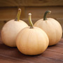 Squash 'Buffy Ball' F1 Hybrid (Winter)