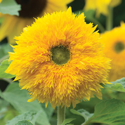 Sunflower 'Sunshot Golds Mixed' F1 Hybrid - Seeds