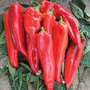 Sweet Pepper 'Thor' F1 Hybrid - Seeds