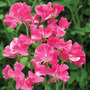 Sweet Pea 'Robert Uvedale' - Seeds