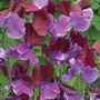 Sweet Pea 'Purple Pimpernel' - Seeds