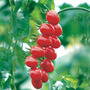 Tomato 'Santonio' F1 Hybrid - Seeds