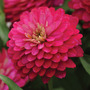 Zinnia marylandica 'Double Zahara Strawberry' - Seeds