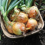 Onion 'Spitfire' F1 Hybrid (Spring Planting)