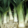 Leek 'Bleu de Solaise' - Heritage