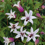 Clematis 'Princess Kate'