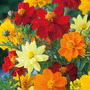 Cosmos sulphureus 'Brightness Mixed' - Seeds