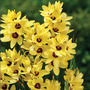 Ixia 'Yellow Emperor'